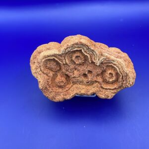 Stromatolite